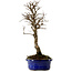 Ulmus parvifolia Nire, 22 cm, ± 10 years old