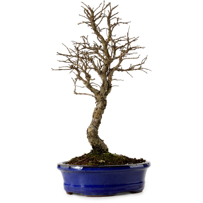 Ulmus parvifolia Nire, 22 cm, ± 10 anni