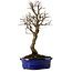 Ulmus parvifolia Nire, 22 cm, ± 10 Jahre alt