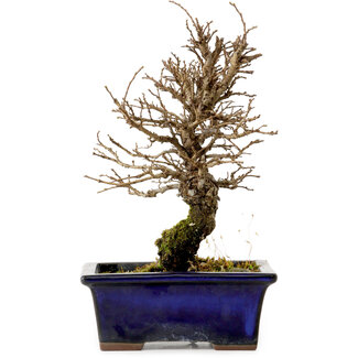 Ulmus parvifolia Nire, 19 cm, ± 10 years old