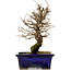Ulmus parvifolia Nire, 19 cm, ± 10 Jahre alt