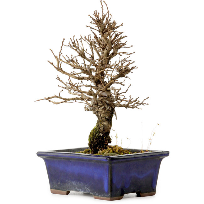 Ulmus parvifolia Nire, 19 cm, ± 10 Jahre alt