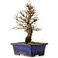 Ulmus parvifolia Nire, 19 cm, ± 10 ans