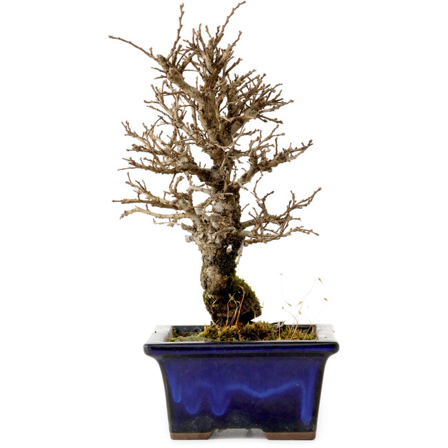 Ulmus parvifolia Nire, 19 cm, ± 10 ans