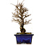 Ulmus parvifolia Nire, 19 cm, ± 10 ans