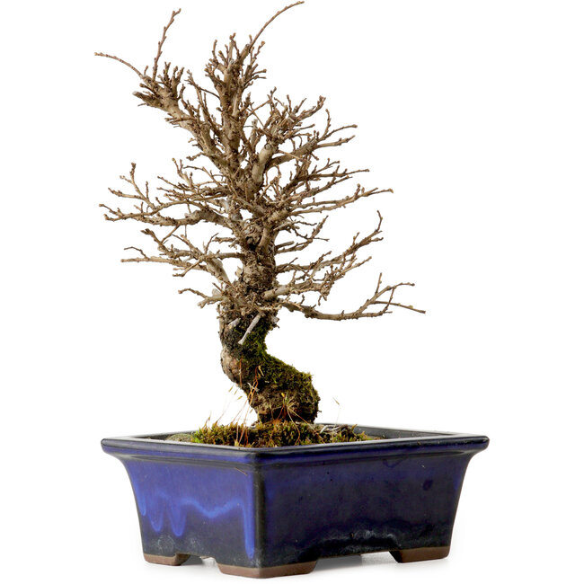 Ulmus parvifolia Nire, 19 cm, ± 10 Jahre alt
