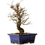 Ulmus parvifolia Nire, 19 cm, ± 10 years old