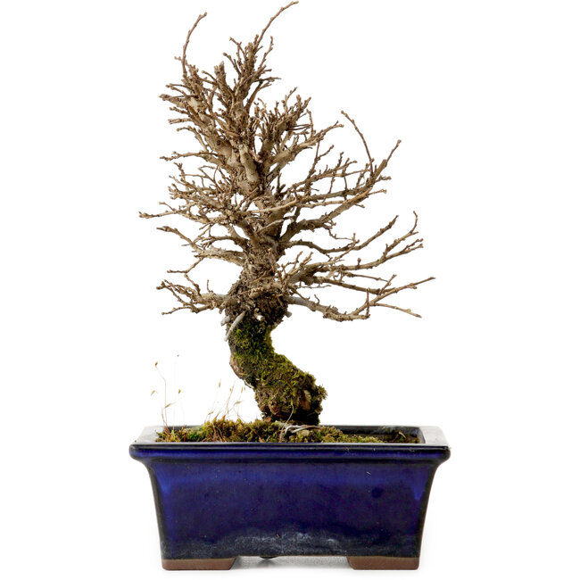 Ulmus parvifolia Nire, 19 cm, ± 10 Jahre alt