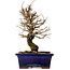 Ulmus parvifolia Nire, 19 cm, ± 10 ans