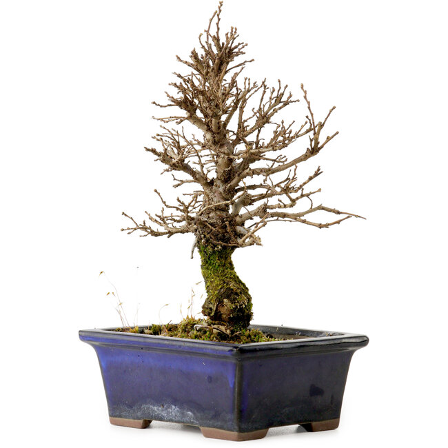 Ulmus parvifolia Nire, 19 cm, ± 10 Jahre alt