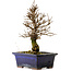 Ulmus parvifolia Nire, 19 cm, ± 10 Jahre alt