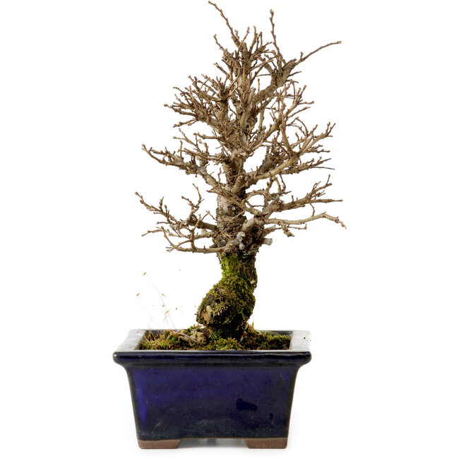 Ulmus parvifolia Nire, 19 cm, ± 10 ans