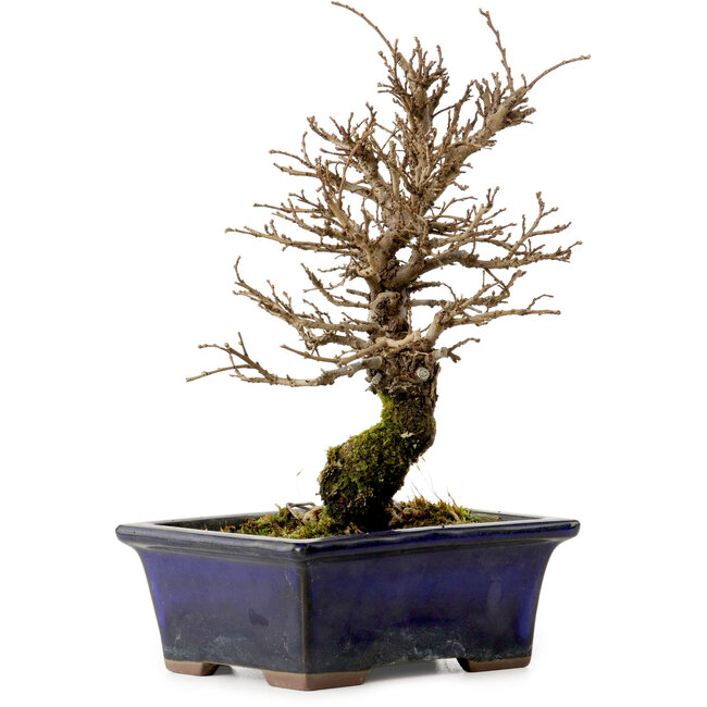 Ulmus parvifolia Nire, 19 cm, ± 10 Jahre alt