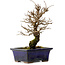 Ulmus parvifolia Nire, 19 cm, ± 10 years old