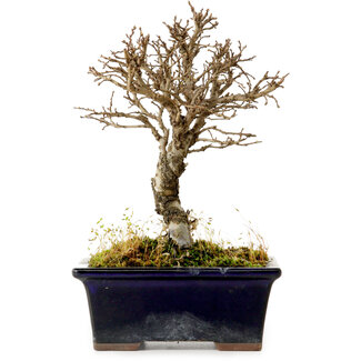Ulmus parvifolia Nire, 17 cm, ± 10 years old
