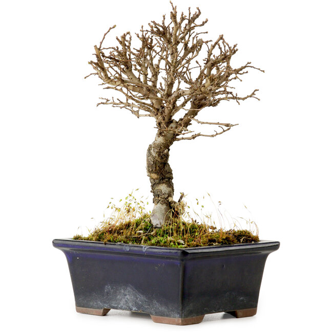 Ulmus parvifolia Nire, 17 cm, ± 10 anni