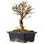 Ulmus parvifolia Nire, 17 cm, ± 10 years old