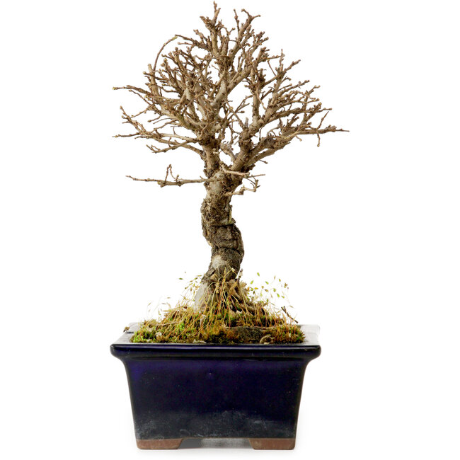 Ulmus parvifolia Nire, 17 cm, ± 10 jaar oud