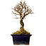 Ulmus parvifolia Nire, 17 cm, ± 10 Jahre alt