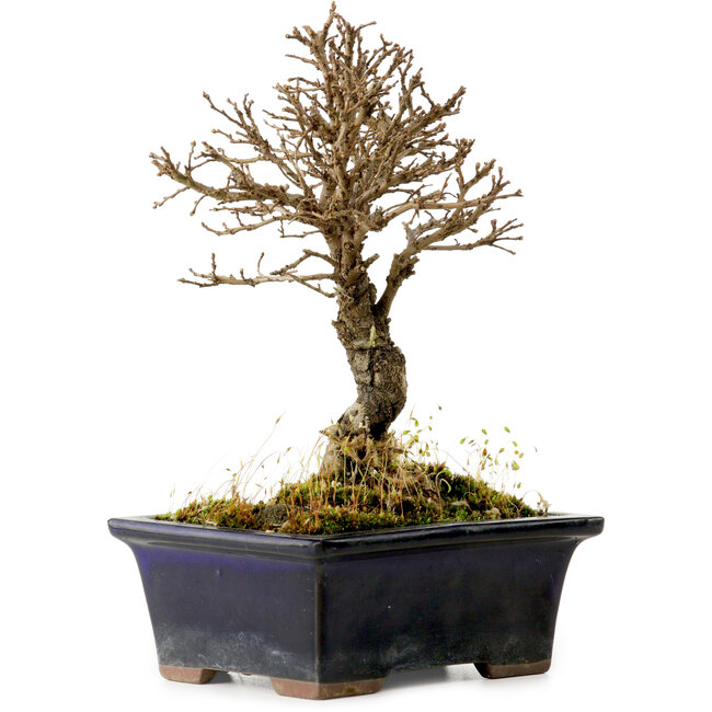 Ulmus parvifolia Nire, 17 cm, ± 10 years old