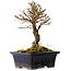 Ulmus parvifolia Nire, 17 cm, ± 10 Jahre alt
