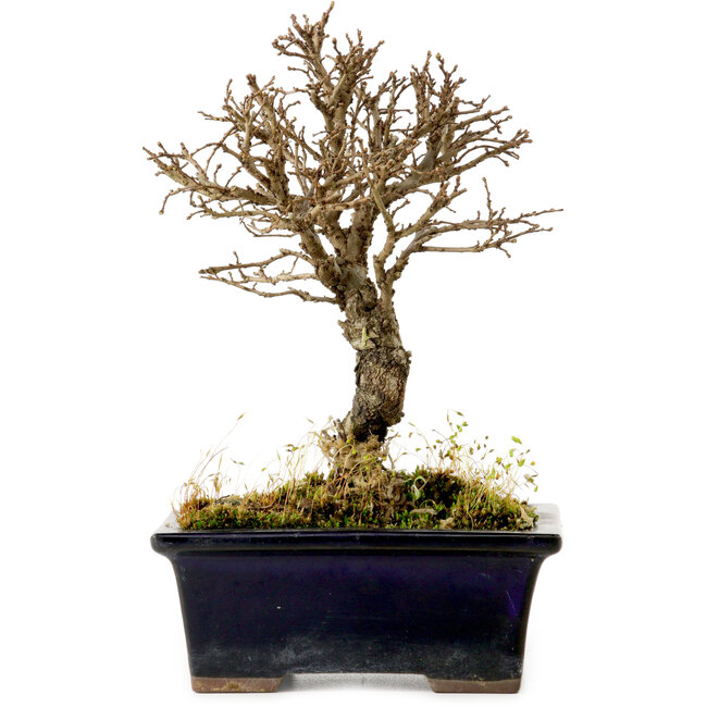 Ulmus parvifolia Nire, 17 cm, ± 10 Jahre alt