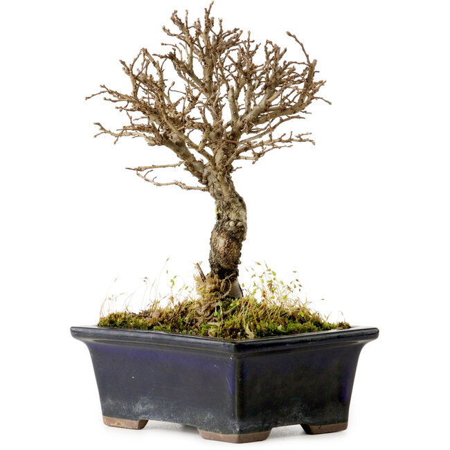 Ulmus parvifolia Nire, 17 cm, ± 10 years old