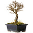 Ulmus parvifolia Nire, 17 cm, ± 10 ans