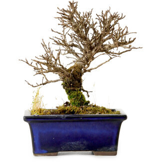 Ulmus parvifolia Nire, 15 cm, ± 10 Jahre alt