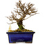 Ulmus parvifolia Nire, 15 cm, ± 10 ans