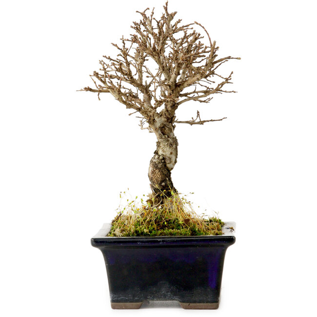 Ulmus parvifolia Nire, 17 cm, ± 10 jaar oud