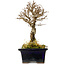 Ulmus parvifolia Nire, 17 cm, ± 10 years old