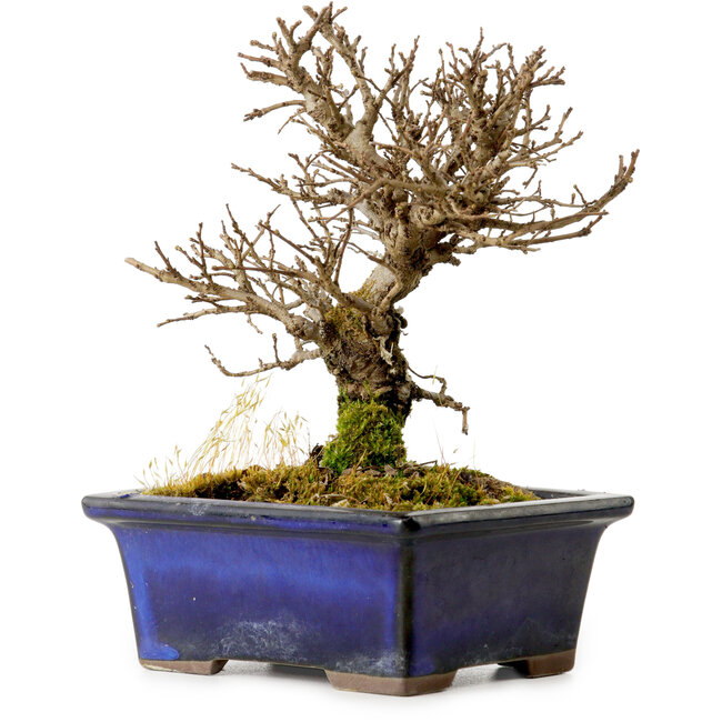 Ulmus parvifolia Nire, 15 cm, ± 10 años