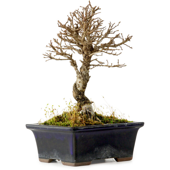 Ulmus parvifolia Nire, 17 cm, ± 10 years old