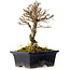Ulmus parvifolia Nire, 17 cm, ± 10 Jahre alt