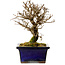 Ulmus parvifolia Nire, 15 cm, ± 10 years old