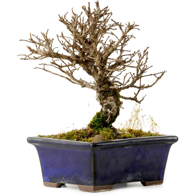 Ulmus parvifolia Nire, 15 cm, ± 10 anni