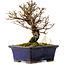 Ulmus parvifolia Nire, 15 cm, ± 10 Jahre alt