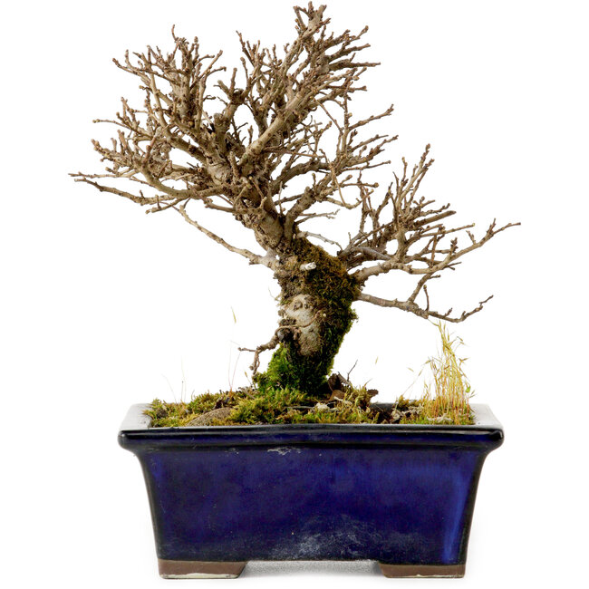 Ulmus parvifolia Nire, 15 cm, ± 10 anni