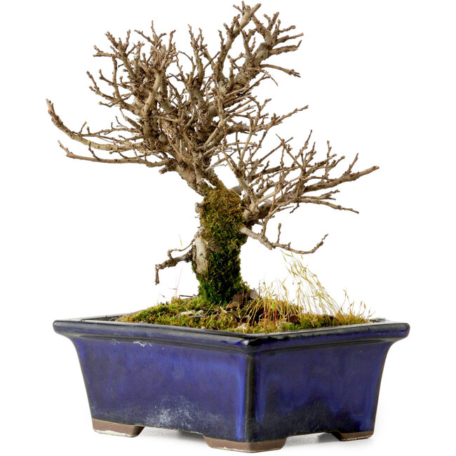Ulmus parvifolia Nire, 15 cm, ± 10 Jahre alt