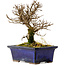 Ulmus parvifolia Nire, 15 cm, ± 10 Jahre alt