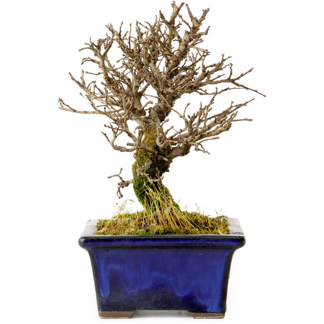 Ulmus parvifolia Nire, 15 cm, ± 10 years old