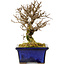 Ulmus parvifolia Nire, 15 cm, ± 10 ans