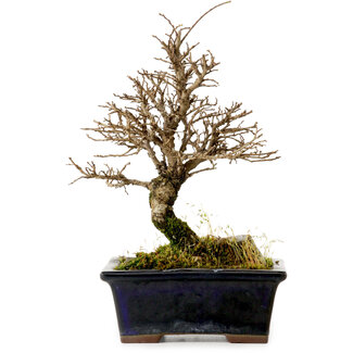 Ulmus parvifolia Nire, 19 cm, ± 10 anni