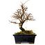 Ulmus parvifolia Nire, 19 cm, ± 10 years old