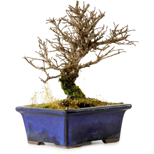 Ulmus parvifolia Nire, 15 cm, ± 10 years old