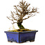 Ulmus parvifolia Nire, 15 cm, ± 10 years old