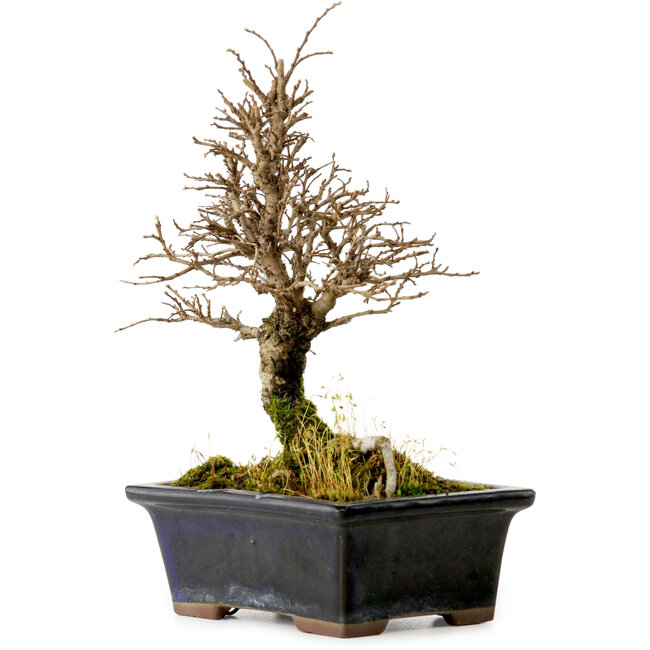 Ulmus parvifolia Nire, 19 cm, ± 10 anni