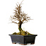 Ulmus parvifolia Nire, 19 cm, ± 10 Jahre alt