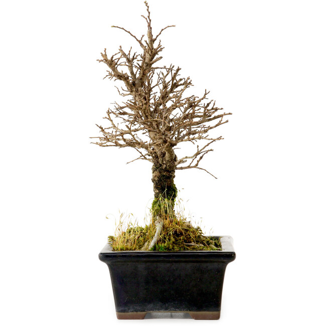 Ulmus parvifolia Nire, 19 cm, ± 10 anni